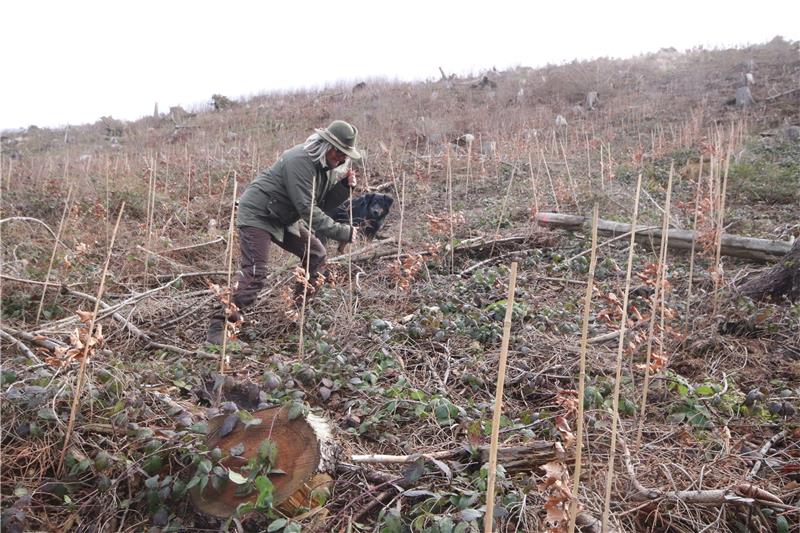 Försterin Beate Bauers, die den von Wallmodenschen Privatwald betreut, überprüft die Anpflanzungen. An diesem Steilhang standen einst Fichten, die zwar den Orkan überstanden, die anschließend aber der Borkenkäfer dahinraffte.  Fotos: Gereke