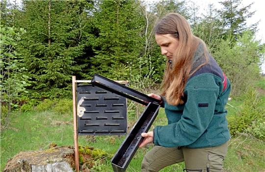 Försterin Marion Petrik kontrolliert nahe Schulenberg eine Borkenkäferfalle. Die Forstfrau verantwortet das Monitoring im Forstamt Clausthal und wertet wöchentlich die Fangergebnisse aus. Foto: Niedersächsische Landesforsten