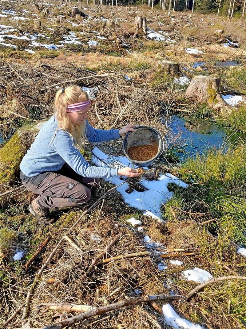 Acht Millionen Samenkörner mit der Hand gesät Försterin Marlies Büttner verstreut Birken- und Erlensaatgut im wiedervernässten Moor Bärenbruch. Rundes Bild: Entwässerungsgräben im Feuchtgebiet wurden aufwendig verschlossen. Seit 1991 geben Forstleute der Natur mit speziellen Programmen bedrohte Lebensräume zurück. Fotos: Landesforsten