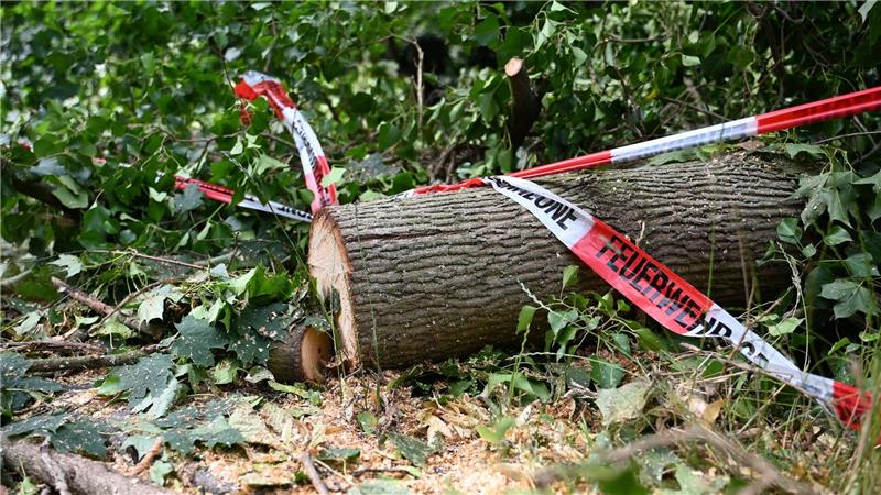 Warum Dürre-geplagte Wälder Stürmen schwerer trotzen können Folgen des Klimawandels wie Dürren machen Wälder anfälliger für andere Folgen des Klimawandels - wie Unwetter.