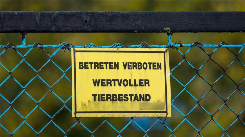 Geflügelwirtschaft: Keine kurzfristige Preisexplosion Forderungen nach einem bundesweiten Aufstallungsgebot werden lauter.