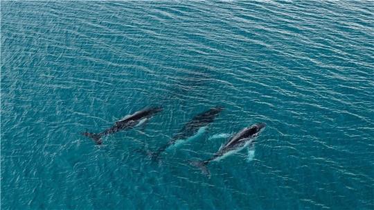 Forschende haben die Wanderung von Buckelwalen zwischen Gewässern östlich von Australien und Brasilien dokumentiert, bei denen Tiere mehr als 14.000 Kilometer zurücklegten.