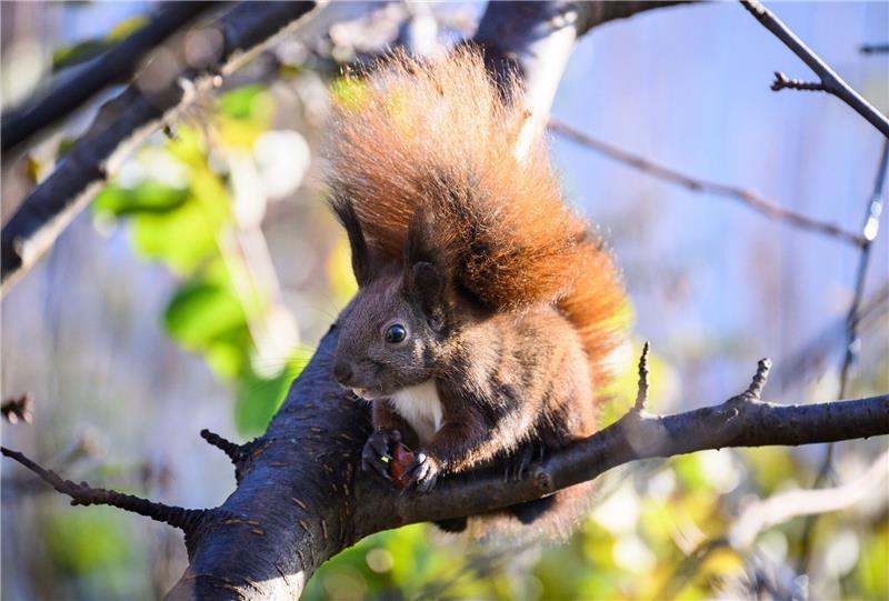 Forschung: Bürger zum Beobachten von Eichhörnchen gesucht Forschende suchen Bürger zur Beobachtung von Eichhörnchen.