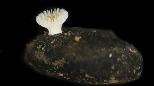 Forscher haben die bislang unbekannte Korallenart in der Tiefsee entdeckt.