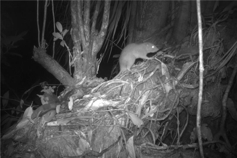 Riesenratten von Vangunu existieren tatsächlich Forscher konnten erstmals eine der Riesenratten von Vangunu fotografieren.