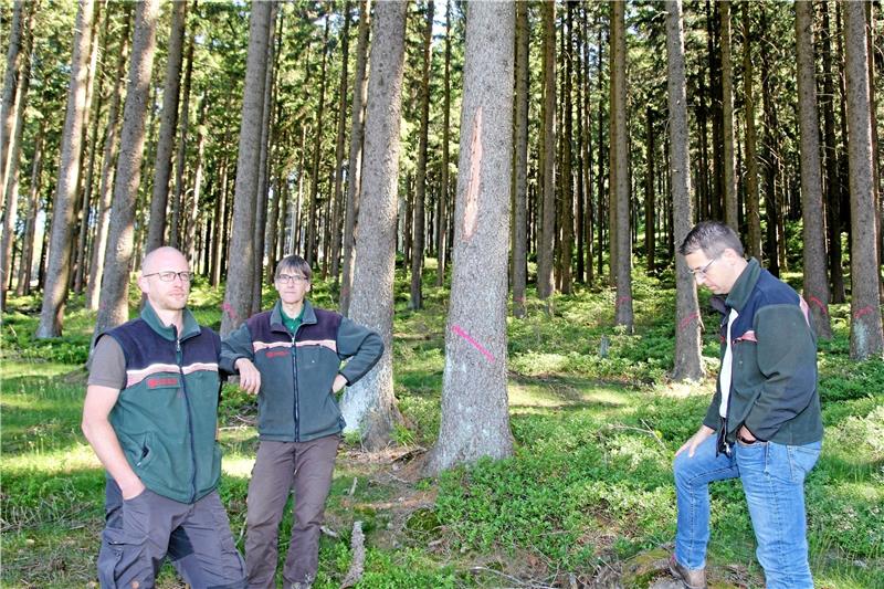 Forst-Trainee Florian Maak, Förster Harald Laubner und Forstamtsleiter Stefan Fenner (von links) vor den Bäumen, die am Wurmberg gefällt werden sollen.  Foto: Eggers