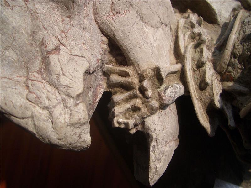 Säuger-Angriff auf viel größeren Dino vermutet Fossil mit einer linken Hand von einem Repenomamus (Säugetier), die um den Unterkiefer von einem Psittacosaurus (Dinosaurier) gewickelt ist.