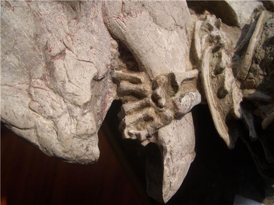 Fossil mit einer linken Hand von einem Repenomamus (Säugetier), die um den Unterkiefer von einem Psittacosaurus (Dinosaurier) gewickelt ist.