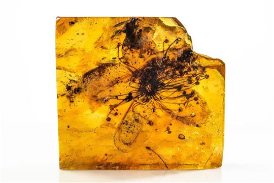 Fossile Blüte von Symplocos kowalewskii (Symplocaceae) aus baltischem Bernstein. Es handle sich mit knapp drei Zentimetern Größe um die größte je in Bernstein entdeckte Blüte, berichten Eva-Maria Sadowski vom Museum für Naturkunde Berlin und Christa-Charlotte Hofmann von der Universität Wien im Fachblatt «Scientific Reports».