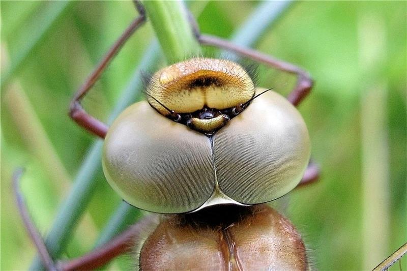 Foto links: Eine Libelle (hier: braune Mosaikjungfer, junges Männchen) hat bis zu 30.000 Einzelaugen und ein Auflösungsvermögen von bis zu 170 Bildern pro Sekunde (Mensch: bis 20/Sekunde). Foto Mitte: Die zarte Rubinjungfer (25 bis 35 Millimeter Körperlänge) zeigt ein Paarungsrad. Foto rechts: Wolfgang und Ursula Specht haben im Diabas-Steinbruch eine Libellenlarve entdeckt, die gerade schlüpft.  Fotos: Specht (2)/Ciszewski (1)
