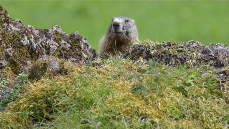 Fotos von Tieren und Pflanzen tragen auch zur Wertschätzung der Natur bei. (Archivbild)