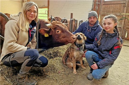 Franzi, Jens und Mia Herberger (von links) zeigen, wie zutraulich das Harzer Höhenvieh auf ihrem Hof in Wildemann ist. Vor einigen Monaten hat sich die Familie mit Pina auch noch einen Harzer Fuchs-Hund angeschafft. Foto: Knoke