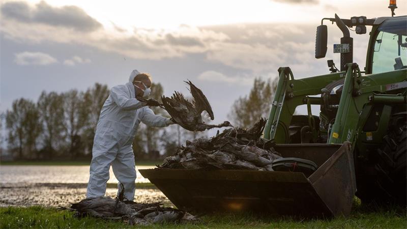 Warum sich eine Expertin Sorgen um die Kraniche macht Freiwillige Helferinnen und Helfer hatten vor einem Jahr tote Kraniche eingesammelt, um die Ausbreitung der Vogelgrippe einzudämmen. (Archivbild)