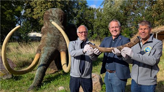 Freute sich über den Neuzugang: Museumsleiter Arne Homann (Mitte) mit Harald Wiegleb (links), Jürgen Woelke (rechts) und dem Stoßzahn im Eiszeitgarten Salder. Im Hintergrund das lebensgroß rekonstruierte ausgewachsene Mammut im Eiszeitgarten. Foto: Stadt Salzgitter