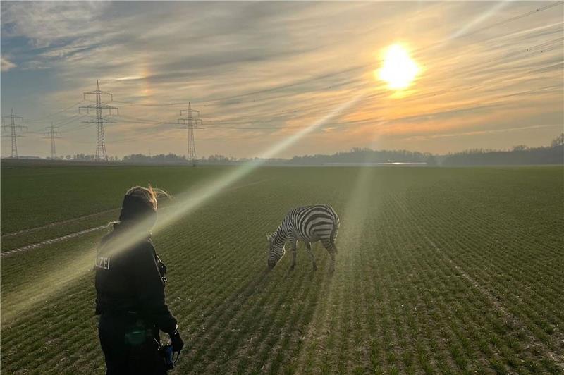 Polizei fängt entlaufenes Zebra ein Friedlich grast das Zebra auf einem Feld in Ober-Erlenbach (Hochtaunuskreis).