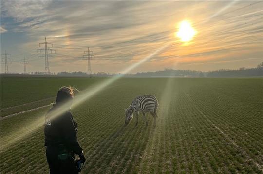 Friedlich grast das Zebra auf einem Feld in Ober-Erlenbach (Hochtaunuskreis).