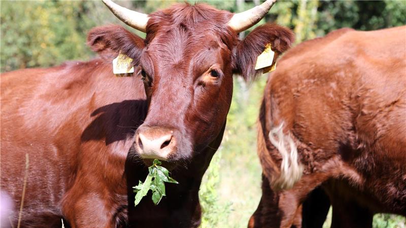 Wo Harzer Kühe sich von ihrer schönsten Seite zeigen Friedlich zeigen sich die Tiere von ihrer schönsten Seite.