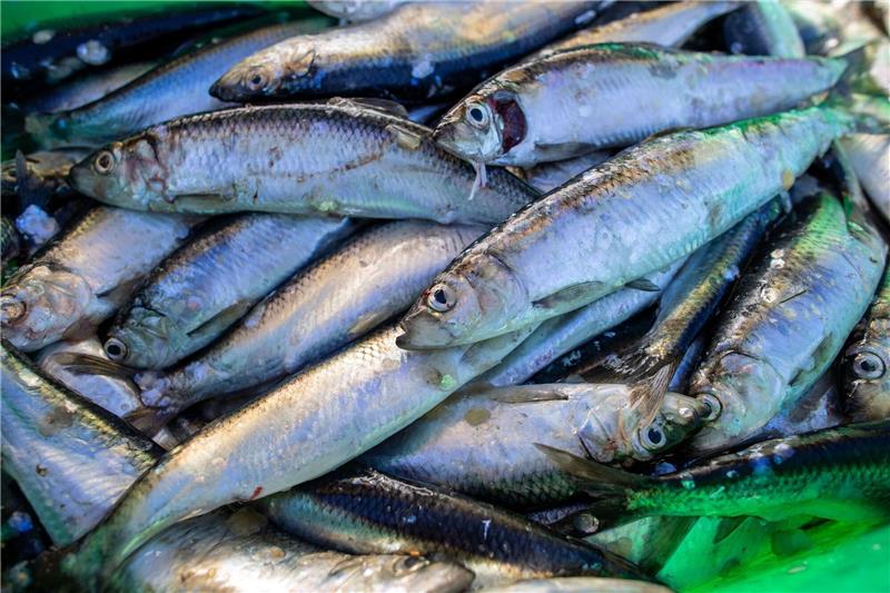 Experte: Abwärtstrend bei Heringsbestand gestoppt Frisch gefangene Heringe liegen in einer Fischkiste im Fischereihafen.