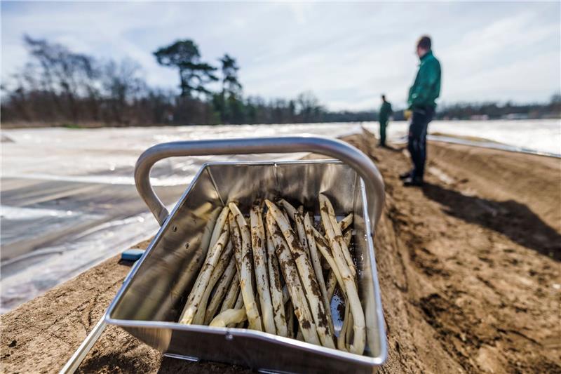 Frisch gestochener Spargel: Vor Ostern werden erste Mengen regionalen Spargels im Verkauf erwartet.
