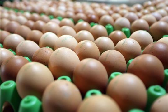 Frische Bioeier: Eier aus ökologischer Erzeugung sind in Deutschland weiter gefragt.
