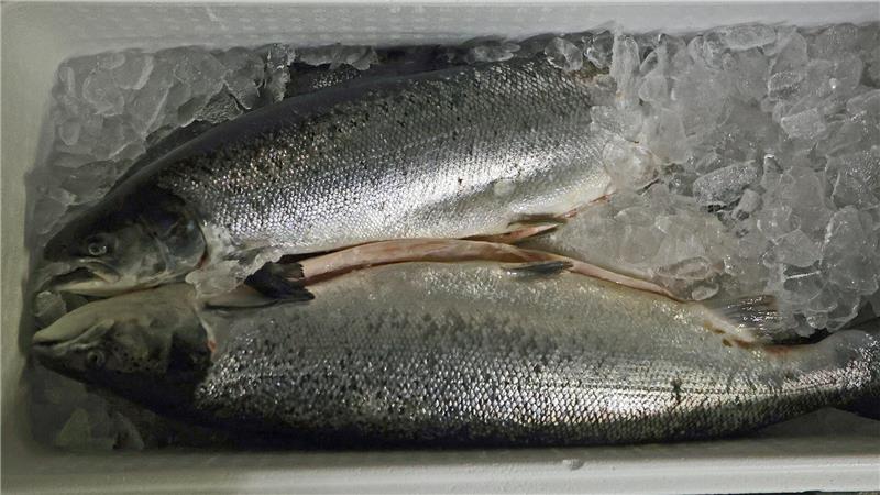 Wie der Fisch aus Bremerhaven im Goslarer Kühlhaus landet Frischer Fisch ist sensibel, die Logistiker müssen strengstens auf die Kühlkette achten.