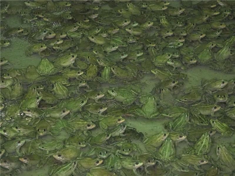 Froschschenkel: Traditionsgericht mit Umweltproblem Frösche wachsen in der Froschfarm von Patrick François in Südfrankreich heran.