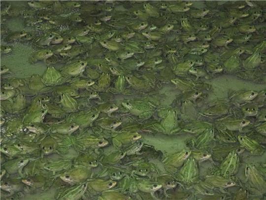Frösche wachsen in der Froschfarm von Patrick François in Südfrankreich heran.