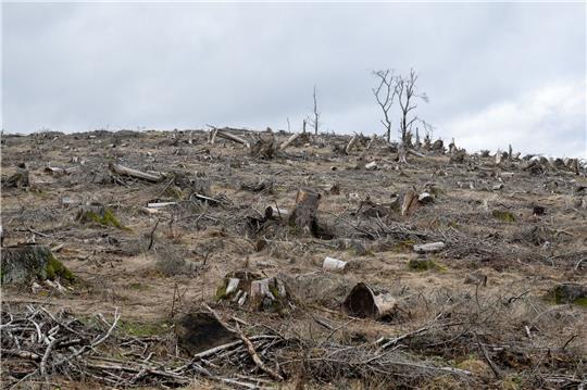 Früher war der Dillenberg im Taunus mit Fichten bedeckt.