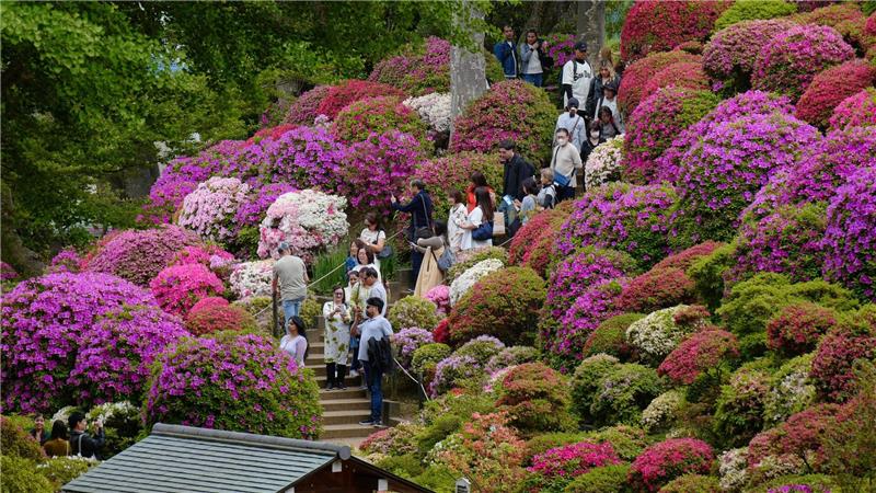 Frühling in Japan: Menschen flanieren in Tokio zwischen blühenden Azaleen.