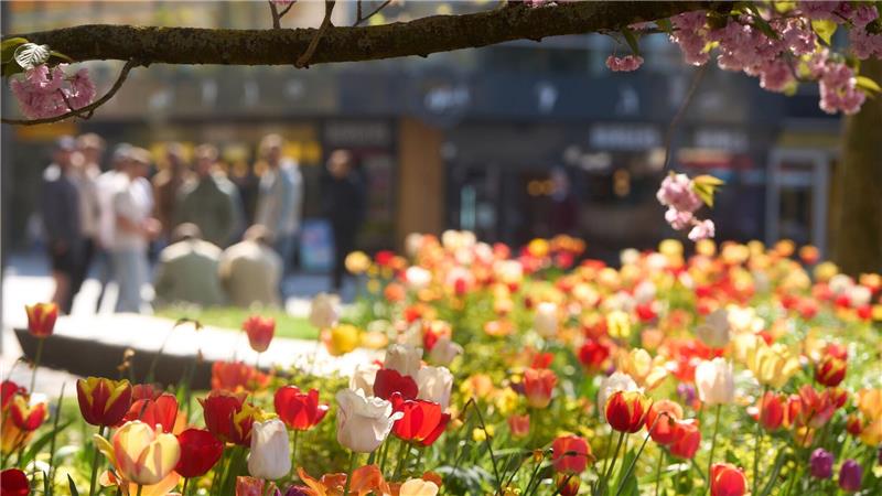 Frühlingsblüten in Koblenz