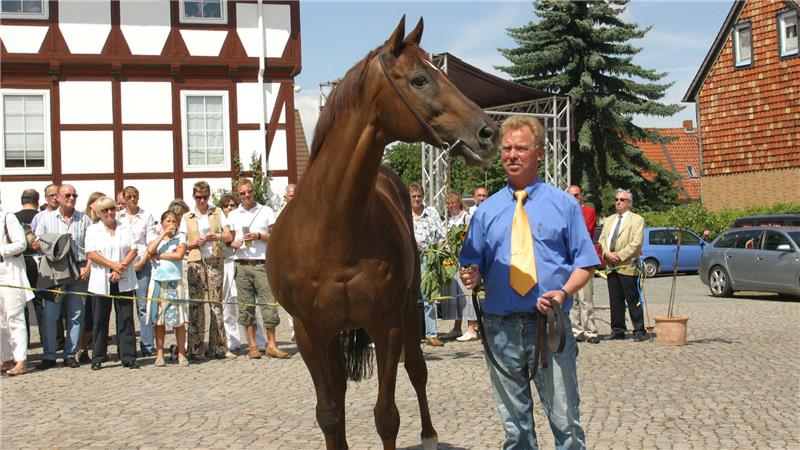 Das war „der beste Deckhengst“ des Gestüts in Bündheim Fuchshengst Platini überzeugt das Publikum mit seiner stolzen Gestalt. Gestütsmeister Cord von Alten begleitet ihn.