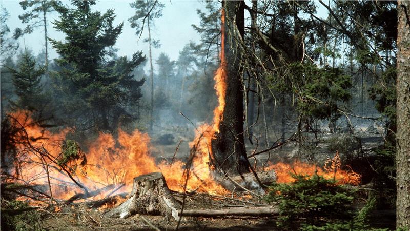 Meinersen gedenkt Waldbrandkatastrophe in der Südheide Fünf Feuerwehrleute wurden von den Flammen eingeschlossen. (Archivbild)