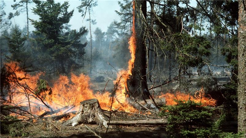 Feuerwehr hat aus Waldbrandkatastrophe in Südheide gelernt Fünf Feuerwehrleute wurden von den Flammen eingeschlossen. (Archivbild)