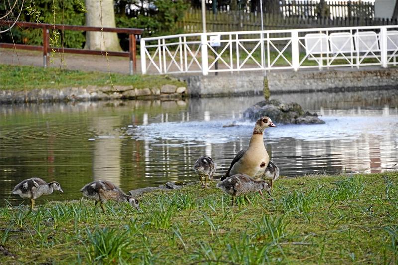 Bad Harzburgs Nilgänse sind in Gefahr Fünf Junge hat die Nilgansfamilie, die im Stadtpark lebt, aktuell. Hundebesitzer sollten ihre Vierbeiner an die Leine nehmen, denn es wurden bereits Gänsebabys zerbissen.