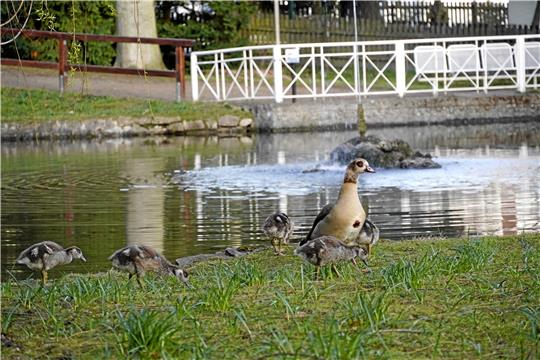 Fünf Junge hat die Nilgansfamilie, die im Stadtpark lebt, aktuell. Hundebesitzer sollten ihre Vierbeiner an die Leine nehmen, denn es wurden bereits Gänsebabys zerbissen.