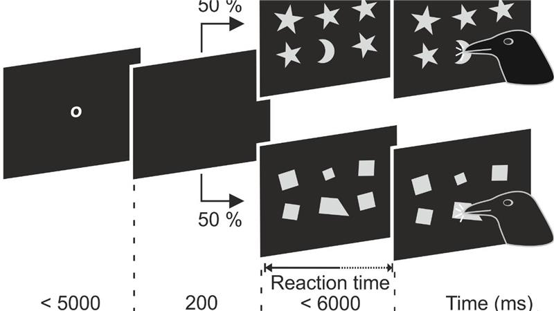 Das ist kein Quadrat! - Krähen erkennen geometrische Formen Fünf Quadrate und dazwischen ein Trapez. Viele Krähen im Versuch konnten den Unterschied erkennen.