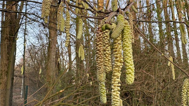 Für Allergiker geht die Belastung durch Haselpollen jetzt im Januar richtig los.