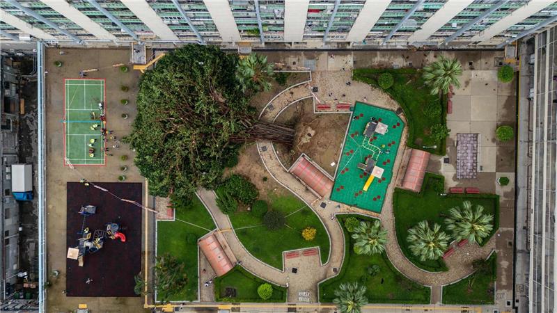 Für Bäume einfach umwerfend: Taifun „Ragasa“ hat in Hongkong in einer Wohnsiedlung gewütet und ein Baum ist umgestürzt.