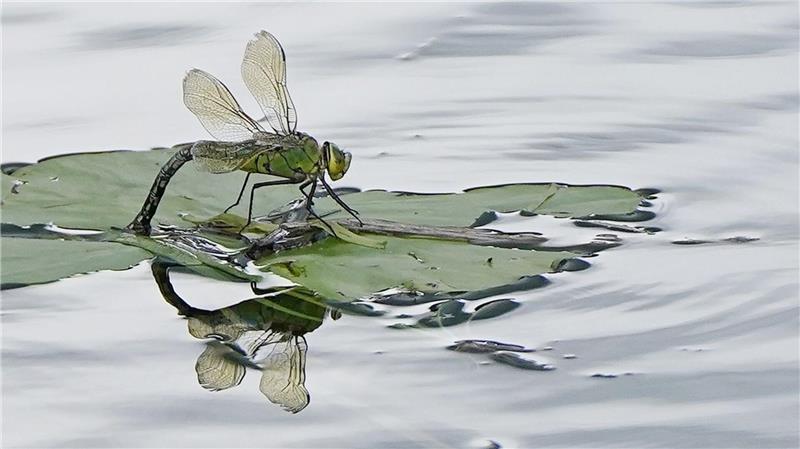 Für Insekten sind Pyrethroide, die unter anderem in Pflanzenschutzmitteln stecken, besonders gefährlich. (Archivbild)
