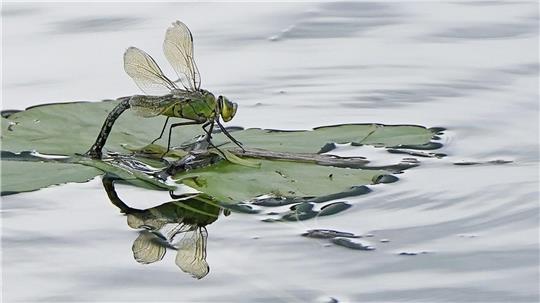 Für Insekten sind Pyrethroide, die unter anderem in Pflanzenschutzmitteln stecken, besonders gefährlich. (Archivbild)