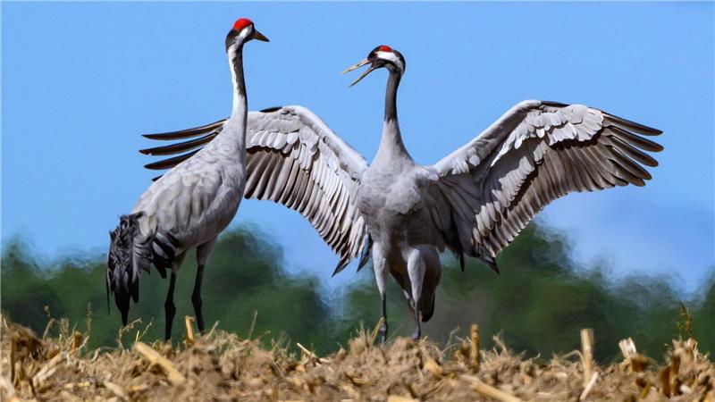 Vogelgrippe breitet sich aus – Tausende Kraniche verendet Für Kraniche birgt die Rast derzeit große Gefahr. Viele Tiere sind mit dem Geflügelpest-Virus infiziert.