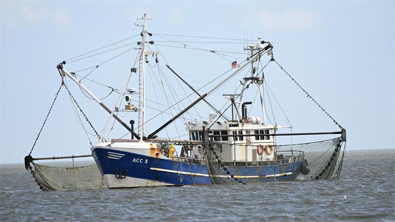 Fischereitag berät über Wandel und Zukunft der Branche Für Küstenfischer an der Nordsee schwinden wegen des Ausbaus der Offshore-Windenergie die Fangmöglichkeiten. (Archivbild)