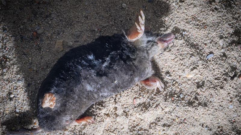 Hechelnd oder mit Kot beschmiert: So trotzen Tiere der Hitze Für Maulwürfe sind trockene Böden ein großes Problem. Sie können dadurch sogar sterben.