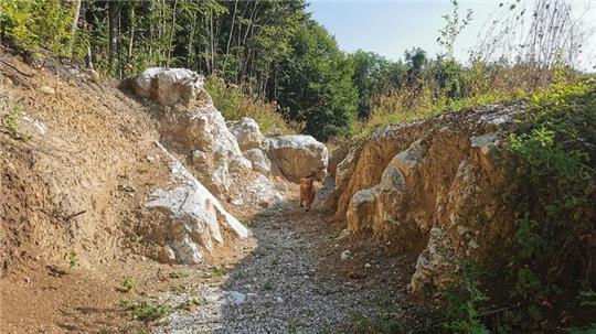 Für Mensch und Hund: Auf dem Erlebniswanderweg Gipspfad Mehholz gibt es viel zu entdecken.