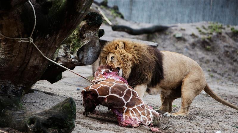 Für Schlagzeilen sorgte 2014 der Kopenhagener Zoo, als er die Giraffe Marius tötete und an Löwen verfütterte.