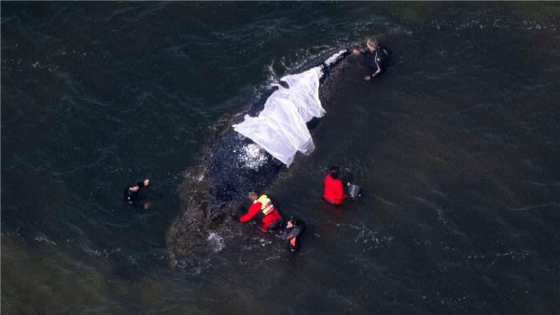 Für Wildtiere bedeute jede Annäherung Stress, betonen Experten.
