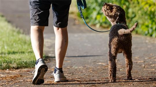 Für das Halten von Hunden erheben Kommunen in Deutschland eine Hundesteuer.