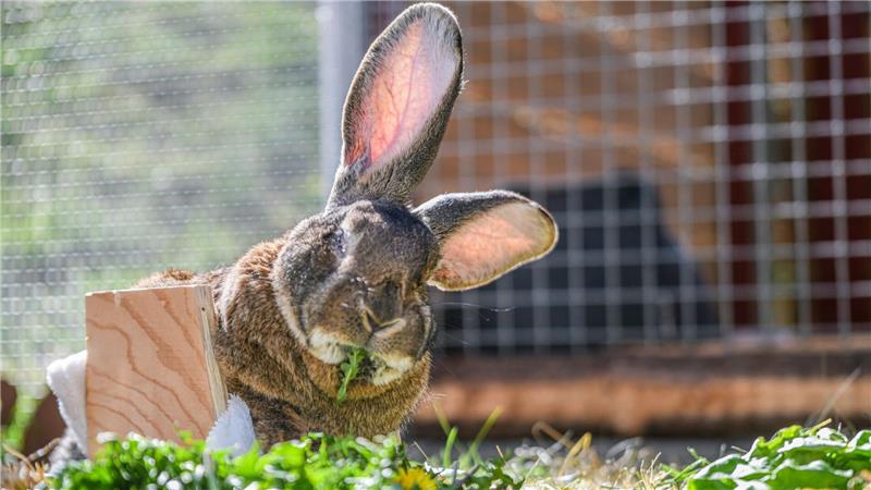 Für das Riesenkaninchen ist der Rollator eine große Hilfe.
