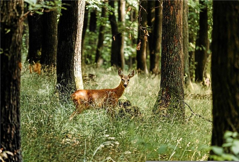 Für das Wild ist die Naturverjüngung in den Harzer Wäldern wie ein Schlaraffenland, sagen Experten. Ausgetrocknete Bäche können sie vorübergehend unter anderem durch Pfützen in den Fahrspuren der Forstfahrzeuge kompensieren. Foto: Pixabay