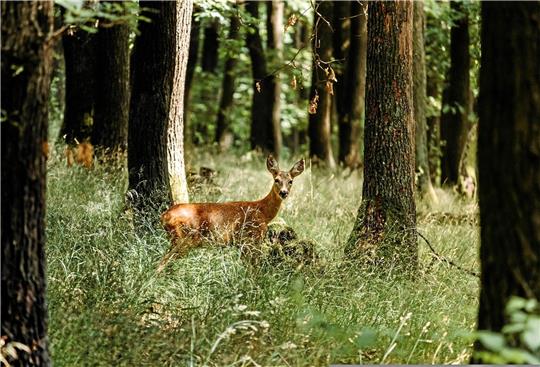 Für das Wild ist die Naturverjüngung in den Harzer Wäldern wie ein Schlaraffenland, sagen Experten. Ausgetrocknete Bäche können sie vorübergehend unter anderem durch Pfützen in den Fahrspuren der Forstfahrzeuge kompensieren. Foto: Pixabay